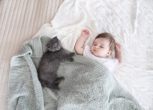Consecuencias de tener animales en casa